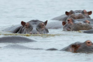 Hippopotamus (Hippopotamus amphibius), close-up of heads emerging from the water, Mpumalanga, South Africa Hippopotamus (Hippopotamus amphibius), close-up of heads emerging from the water, Mpumalanga, South Africa